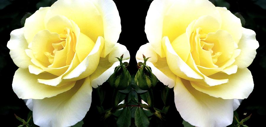 Double Cream Roses Mixed Media