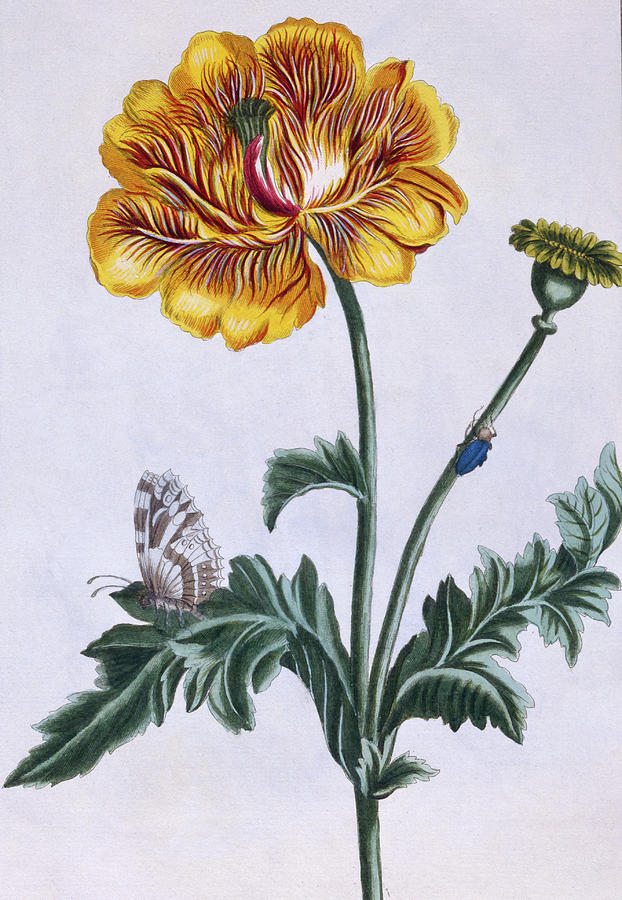 Butterfly Painting - Double creeping Buttercup by Pierre-Joseph Buchoz