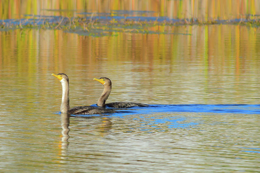 Double-crested Cormorant - 1 Photograph by Alan C Wade