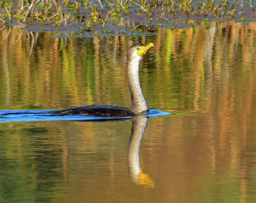 Double-crested Cormorant - 2 Photograph by Alan C Wade