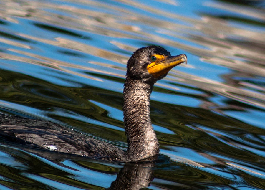 Double Crested Cormorant 2 Photograph by Debra Forand
