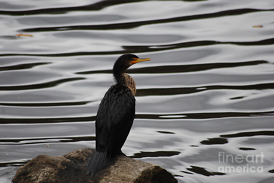 Double-Crested Cormorant 20121101_128 Photograph by Tina Hopkins