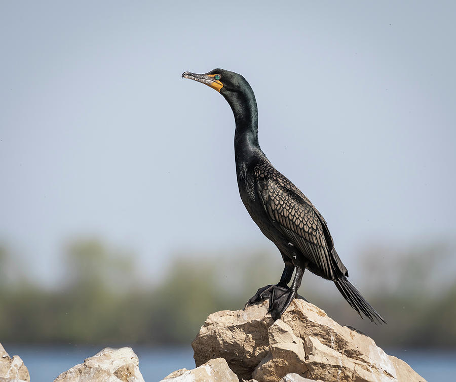 Double-crested Cormorant 2018-1 Photograph by Thomas Young