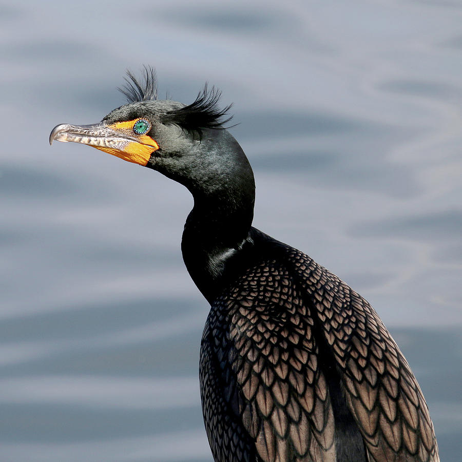 Double-crested Cormorant Closeup Photograph by Art Block Collections