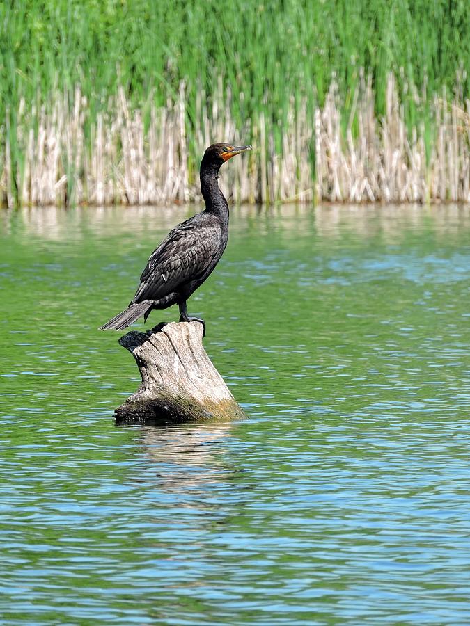 Double-crested Cormorant Photograph by Connor Beekman