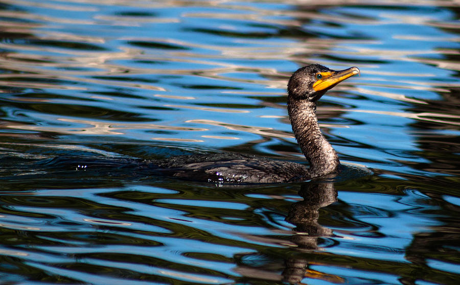 Double Crested Cormorant  Photograph by Debra Forand