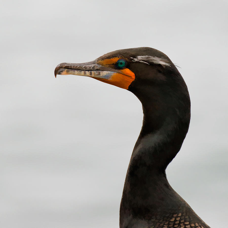 Double Crested Cormorant Photograph By Den Bagwell - Fine Art America