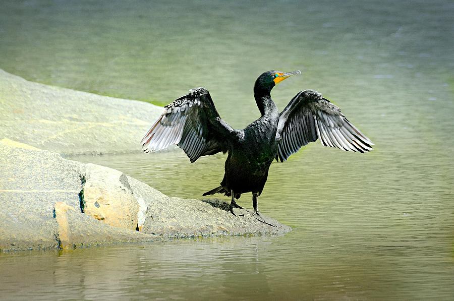 Double-Crested Cormorant Photograph by Diana Angstadt