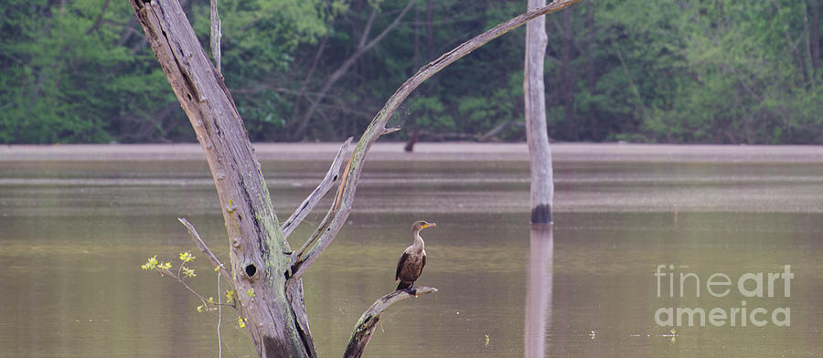 Double Crested Cormorant Photograph by Donna Brown