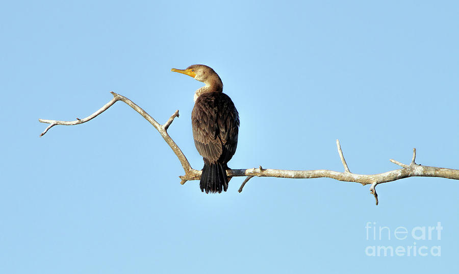 Double-crested cormorant Photograph by Elizabeth Winter