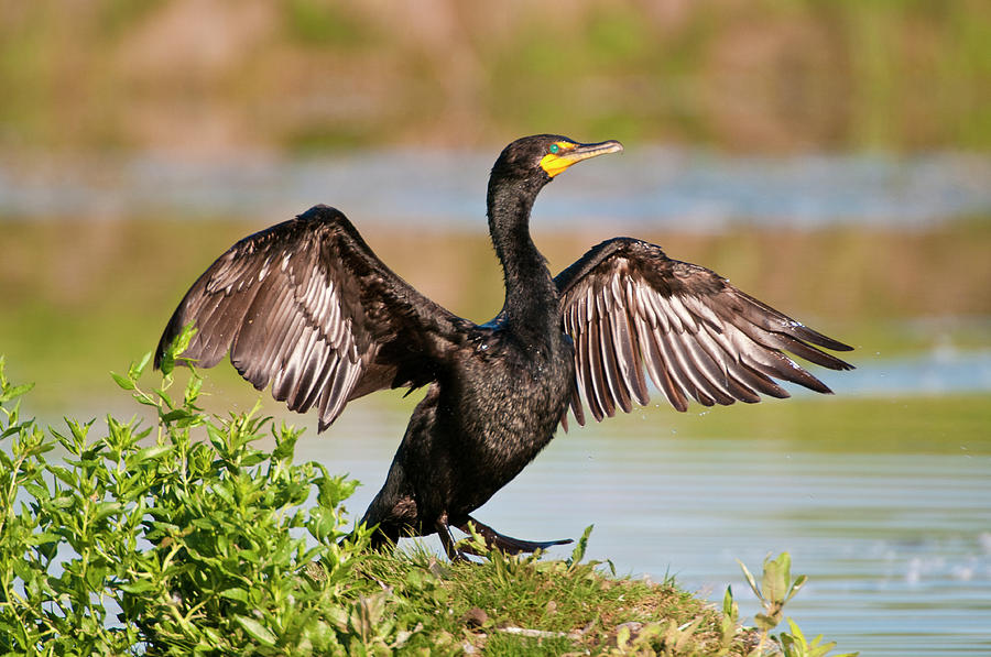 Double-Crested Cormorant Photograph by Gary Lengyel