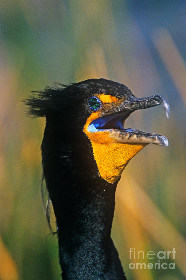 Double-Crested Cormorant Photograph by John Harmon