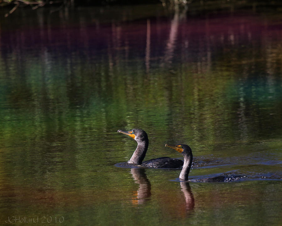 Double-crested Cormorant Photograph by Joseph G Holland