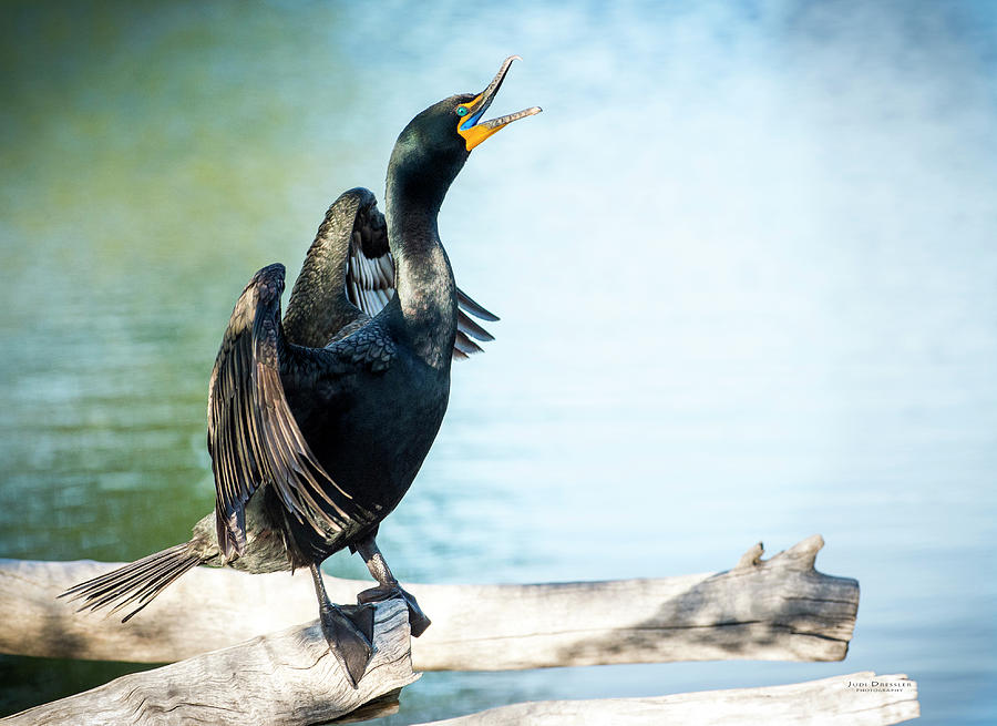 Double-Crested Cormorant Photograph by Judi Dressler