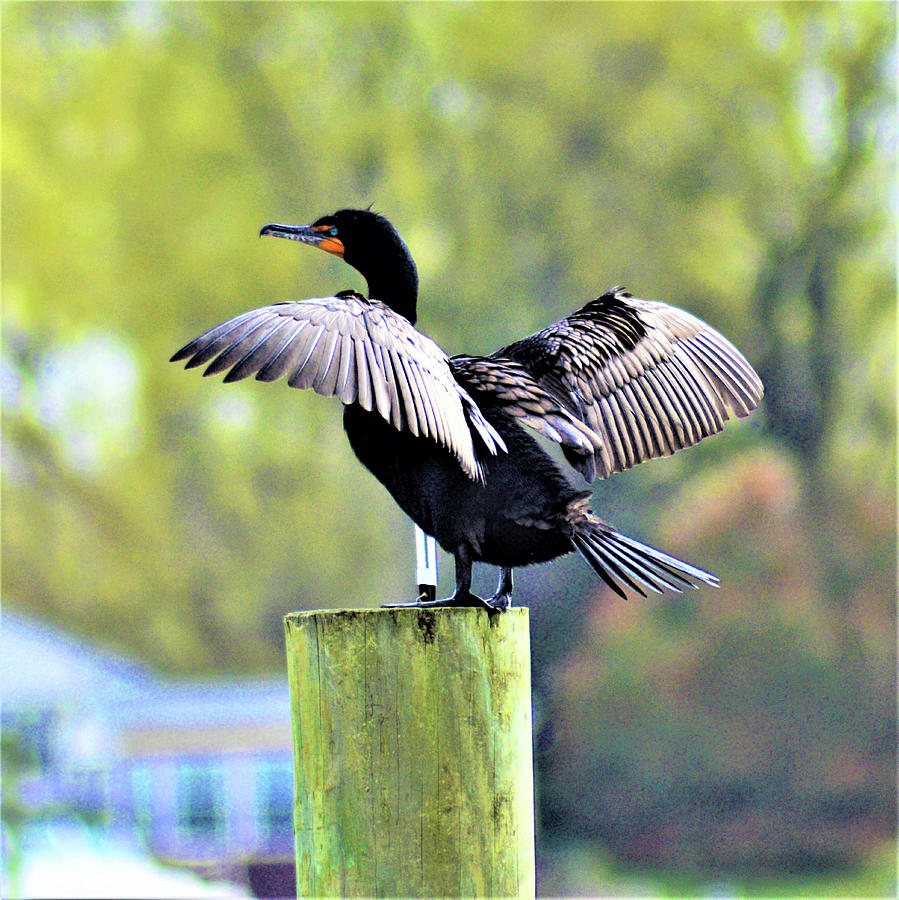 Double-crested Cormorant Photograph by Kathy Kelly
