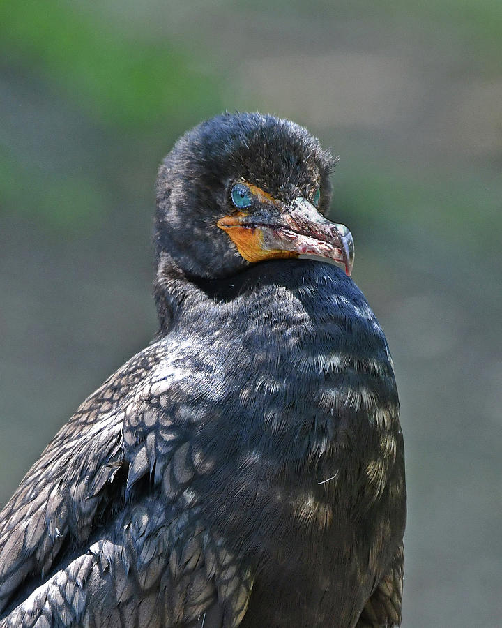 Double-crested Cormorant Photograph by Ken Stampfer