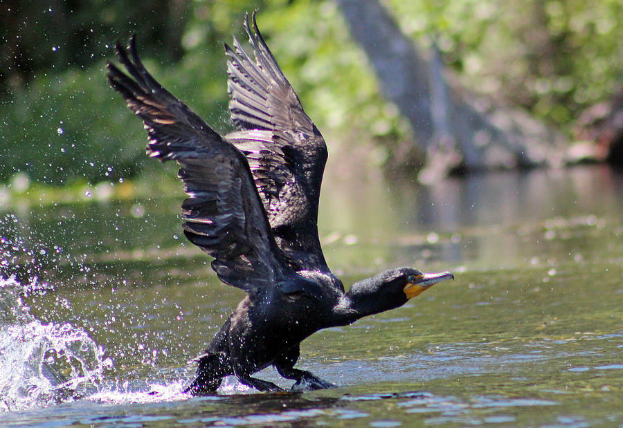 Double Crested Cormorant Landing in River Photograph by DB Hayes