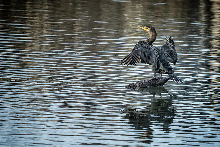 Double-Crested Cormorant Landscape Photograph by Belinda Greb