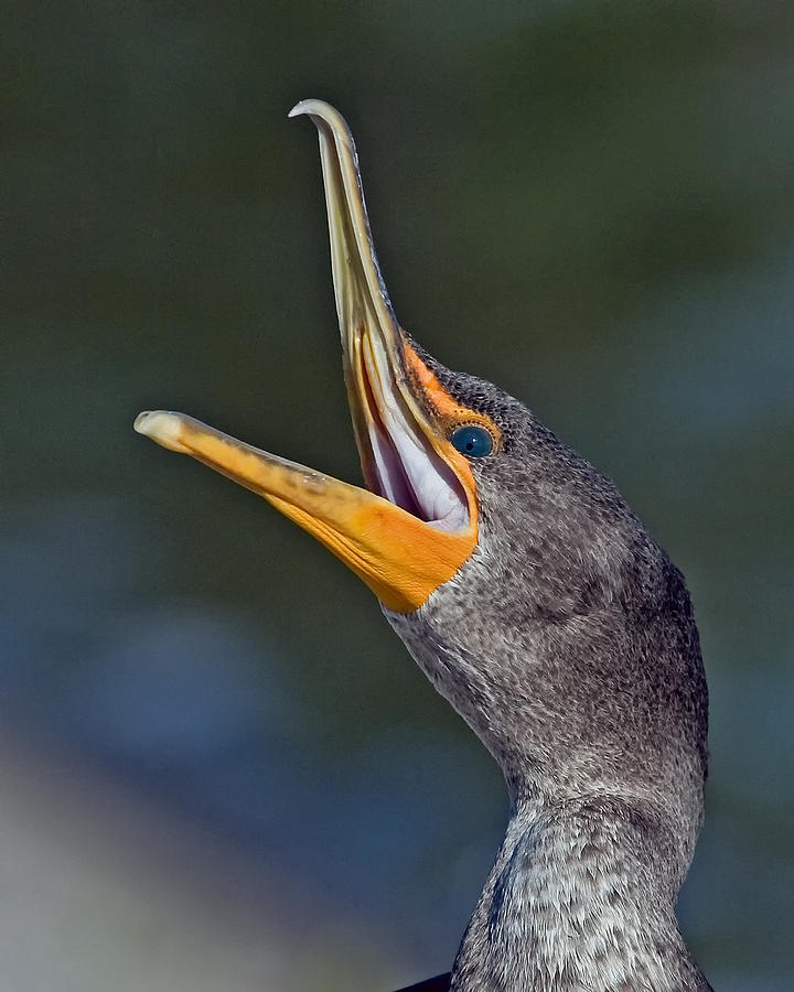 Double-crested Cormorant Photograph by Larry Linton