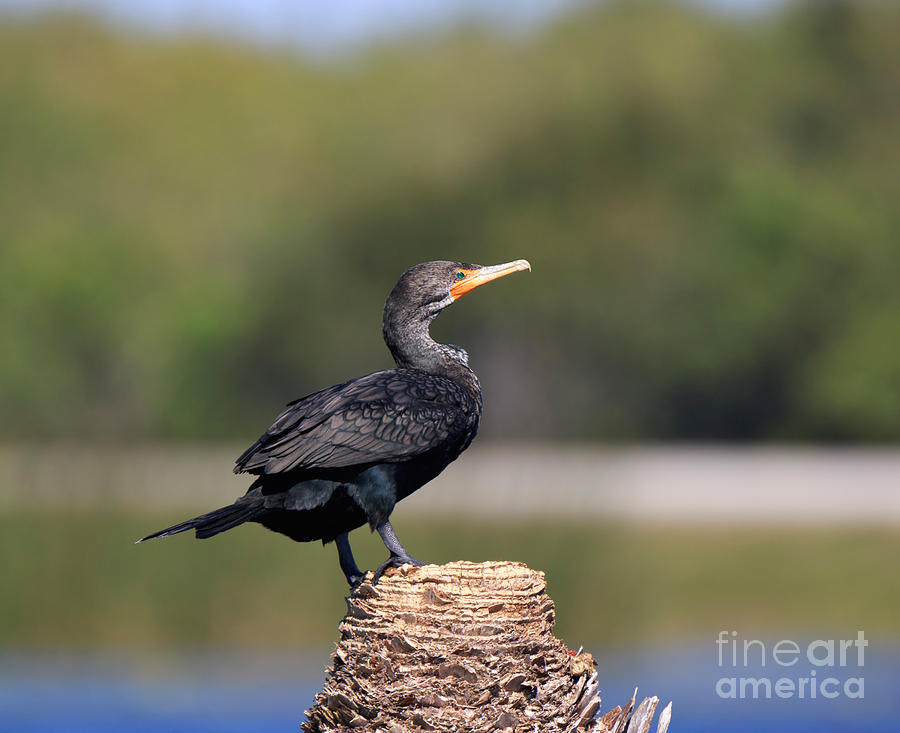 Double-crested Cormorant Photograph - Double crested Cormorant by Louise Heusinkveld