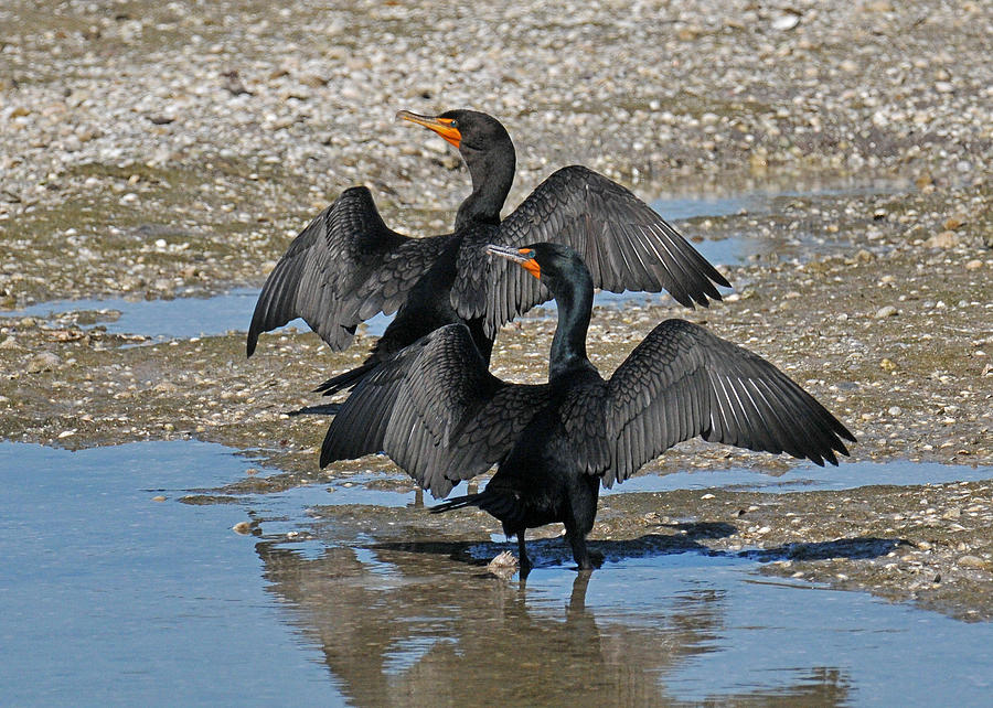 Double Crested Cormorant Pair Photograph by Alan Lenk
