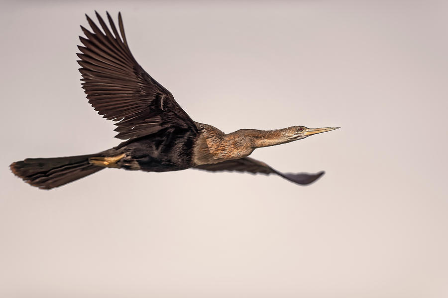 Double Crested Cormorant Photograph by Peter Lakomy