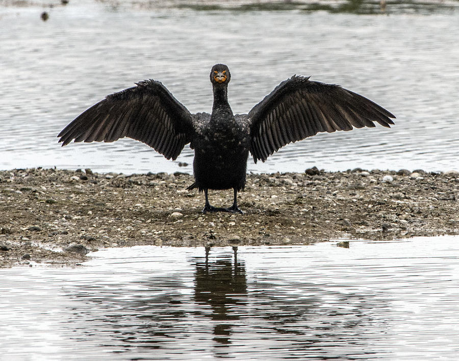 Double Crested Cormorant Portrait Flapping Wings Photograph by William Bitman