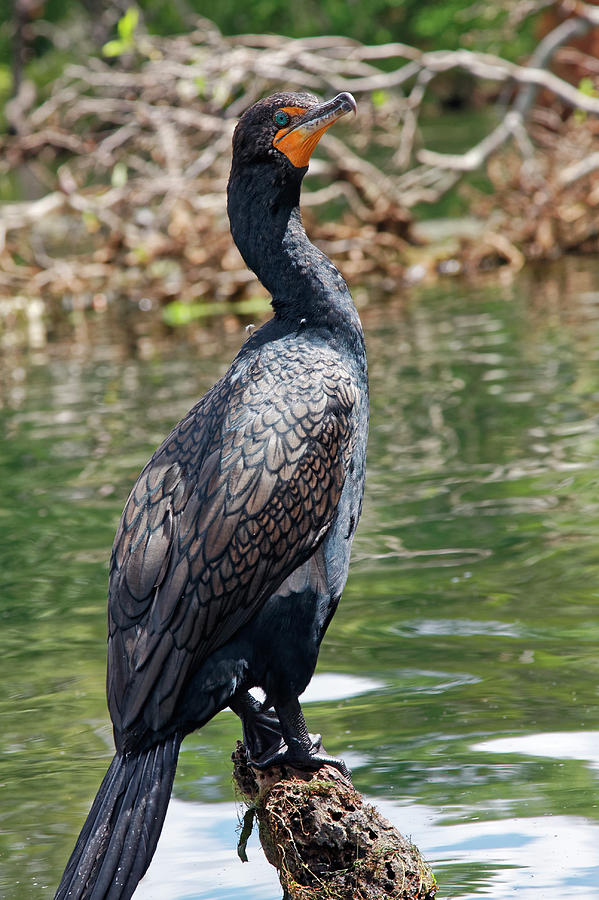 Double-crested Cormorant Portrait Photograph by Sally Weigand