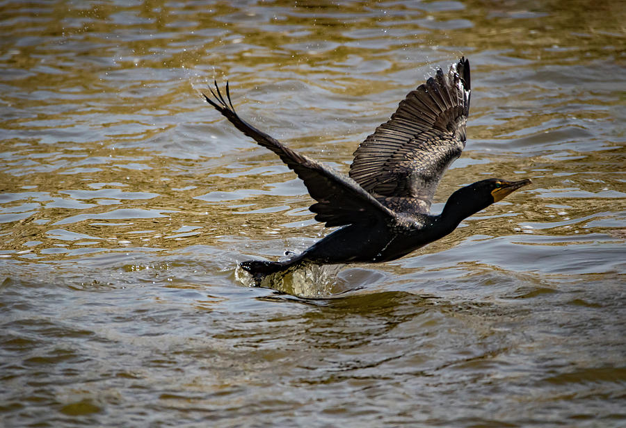 Double Crested Cormorant Photograph by Ray Congrove