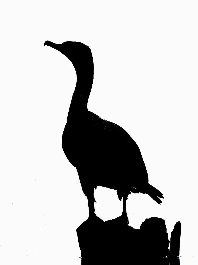 Double-crested Cormorant Silhouette Photograph by Ken Stampfer