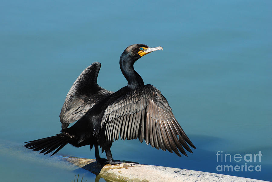 Double-crested Cormorant Photograph - Double-crested Cormorant spreading wings by Merrimon Crawford