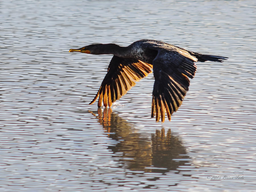 Double Crested Cormorant Taking Flight Photograph by Brian Tada