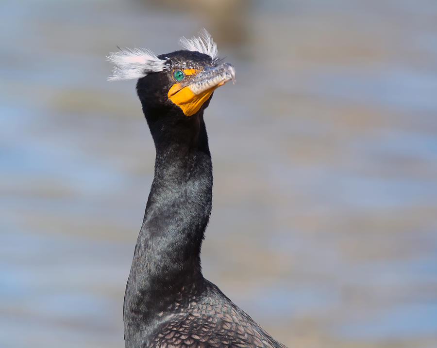 Nature Photograph - Double-crested Cormorant by Tam Ryan