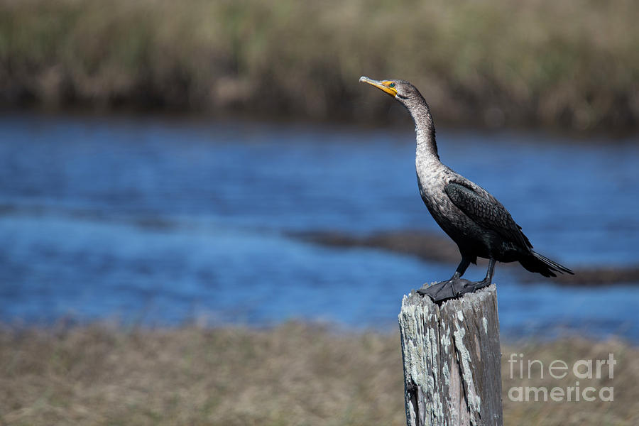 Bird Photograph - Double-Crested Cormorant by Twenty Two North Photography