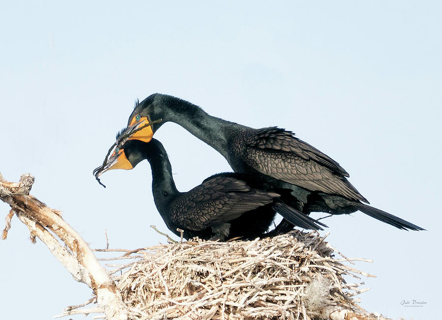 Double-Crested Cormorants Nest Building Photograph by Judi Dressler