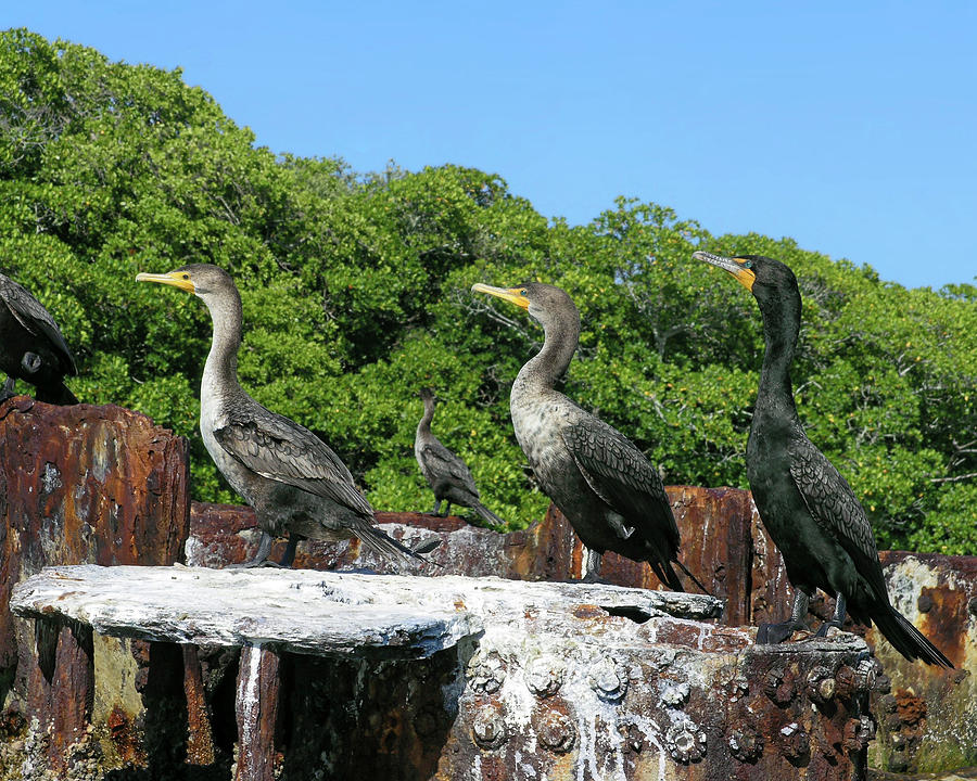 Double-crested Cormorants Photograph by Sally Weigand