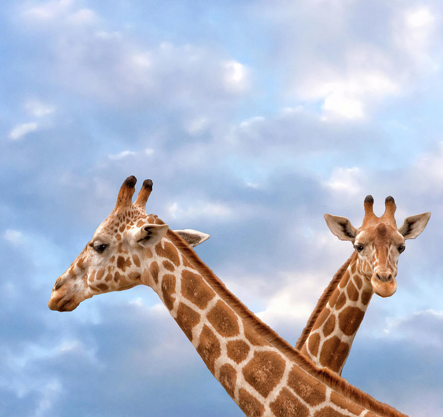Double Cross - Two Giraffes Photograph by Mitch Spence