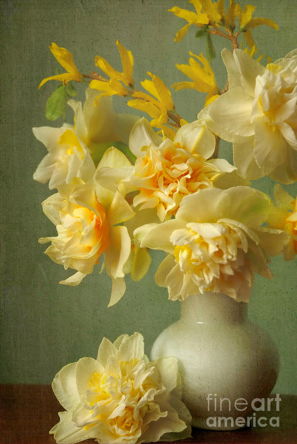 Double Daffodil and Forsythia Still Life Photograph by Dianne Sherrill