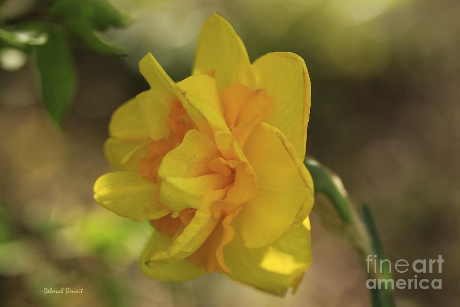 Nature Photograph - Double Daffodil by Deborah Benoit
