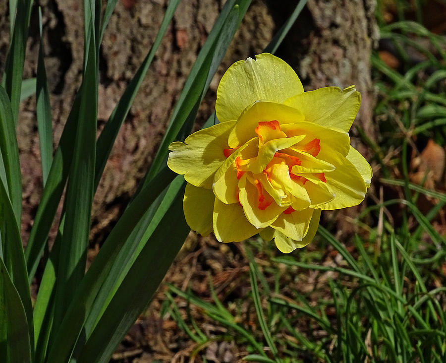 Double Daffodil Photograph by Sandy Keeton