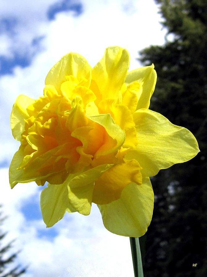 Double Daffodil Photograph by Will Borden