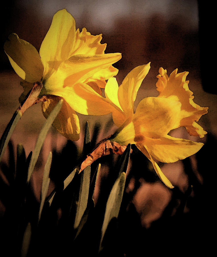 Double Daffodils Photograph by Karen Harrison Brown