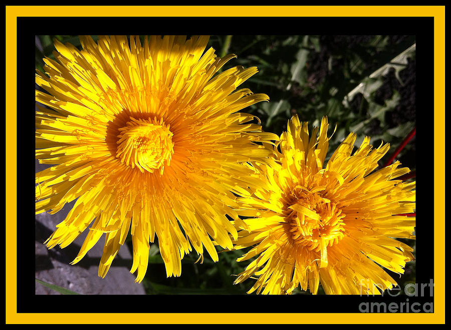 Flower Photograph - Double Dandelion with Border by Barbara A Griffin