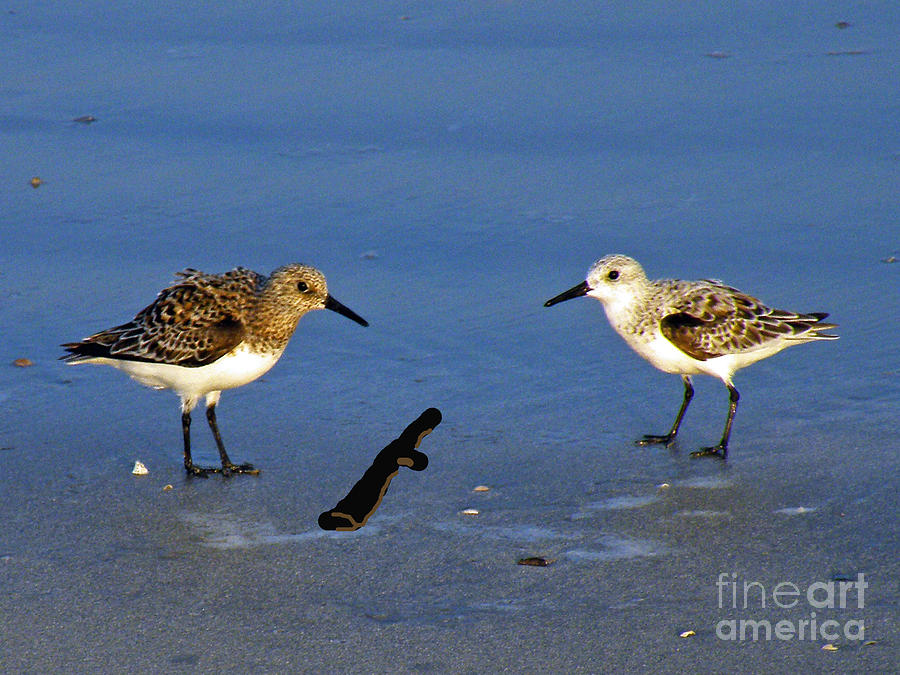 Beach Birds Photograph - Double Dare You by Joe Pratt