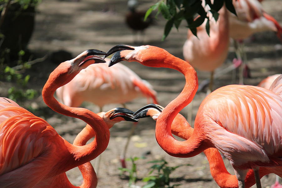 Flamingo Photograph - Double Date by Trent Mallett
