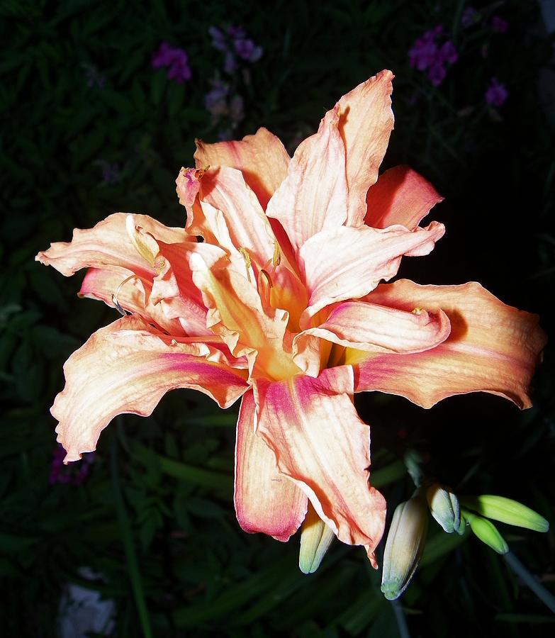 Double Day Lily Photograph by Peggy King