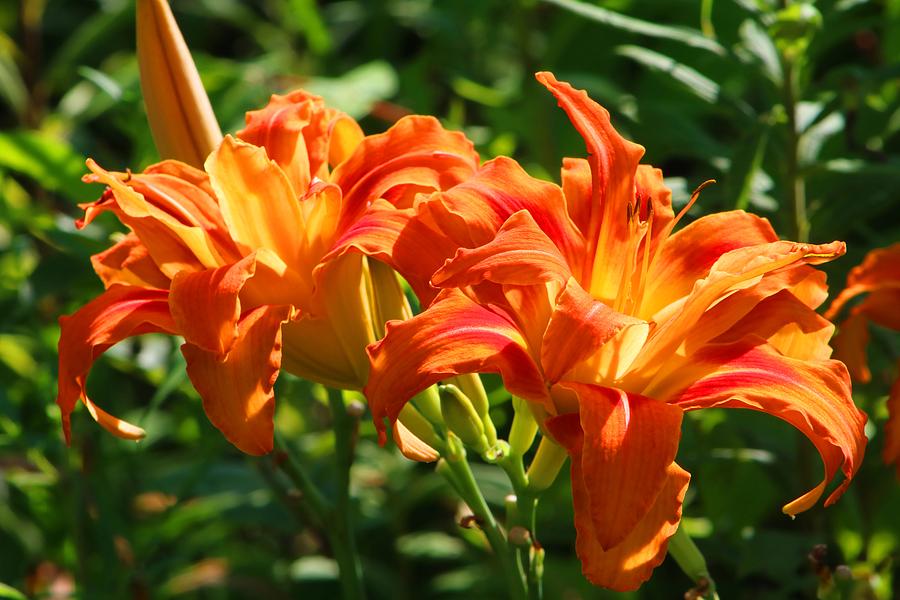 Double Daylilies Photograph by Kathryn Meyer - Fine Art America