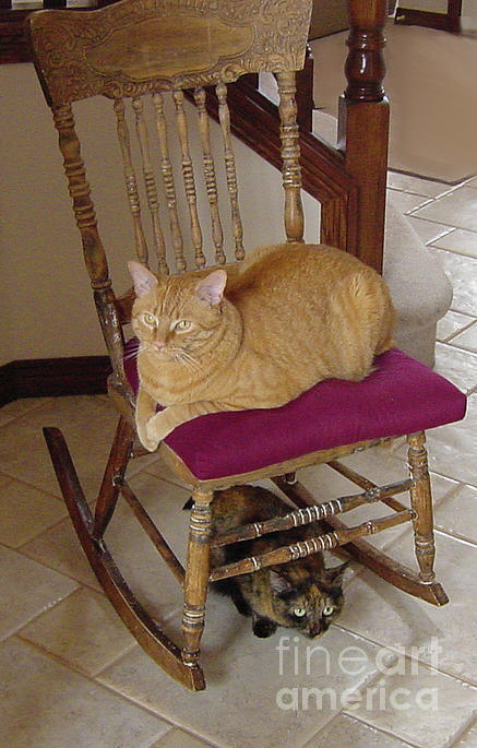Double Decker Cats Photograph by Donna L Munro