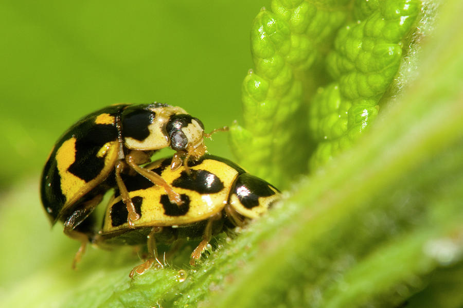 Ladybug Photograph - Double decker by Jouko Mikkola