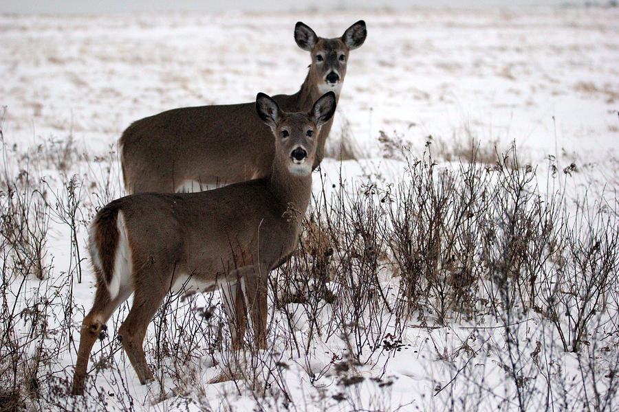 Double Deer Photograph by Brook Burling